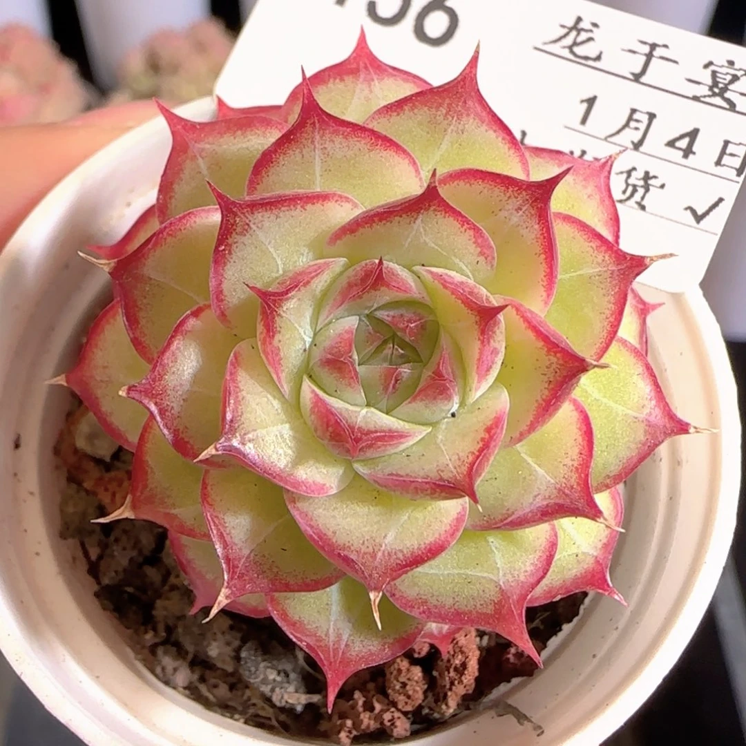 多肉0104-156女王玫瑰