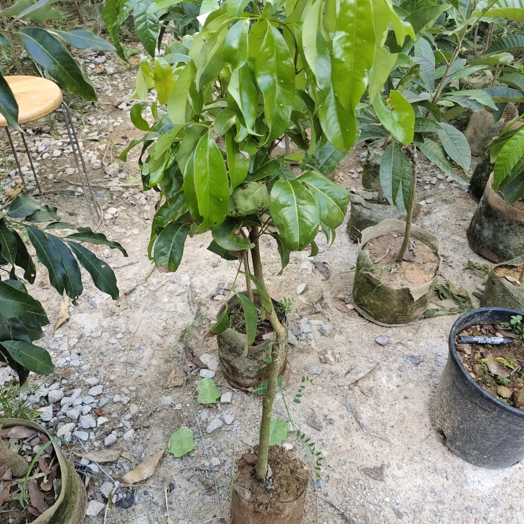 果树果苗可地栽可盆栽商品石楠花水杨梅桃金娘恐怖苹果树木棉树