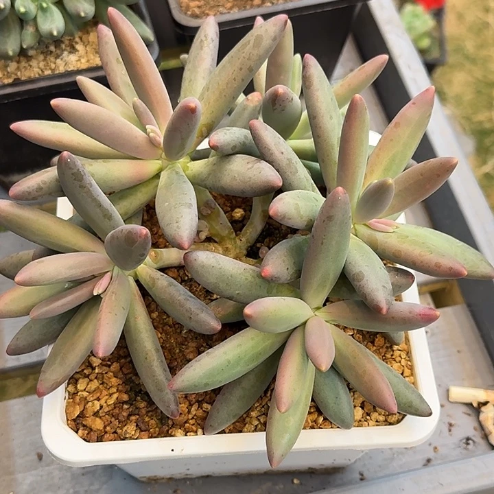 yanhua一颗竞拍价格