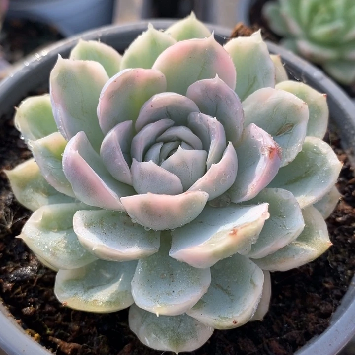 雪球锦锦锦锦锦锦锦