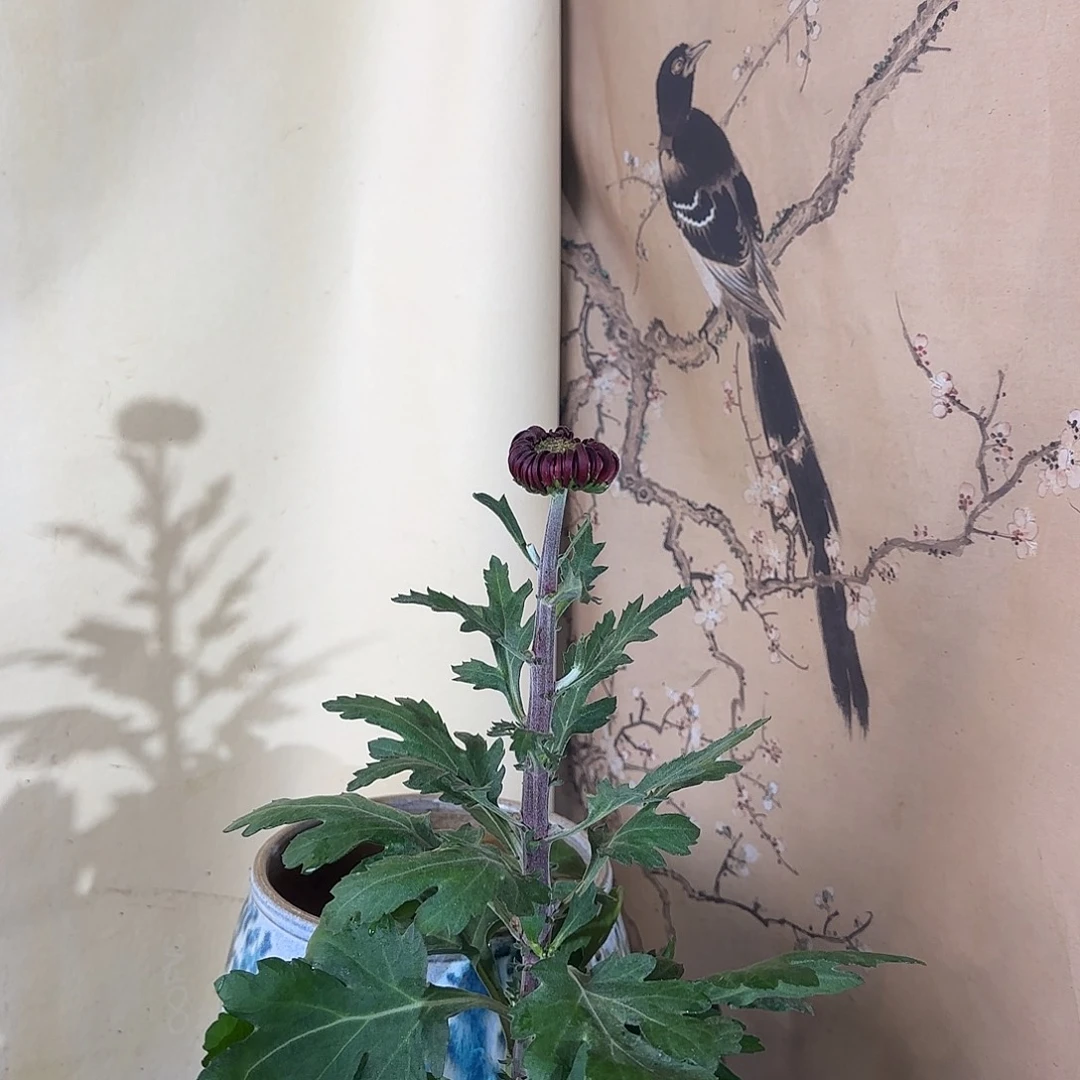 全部花朵T44444444