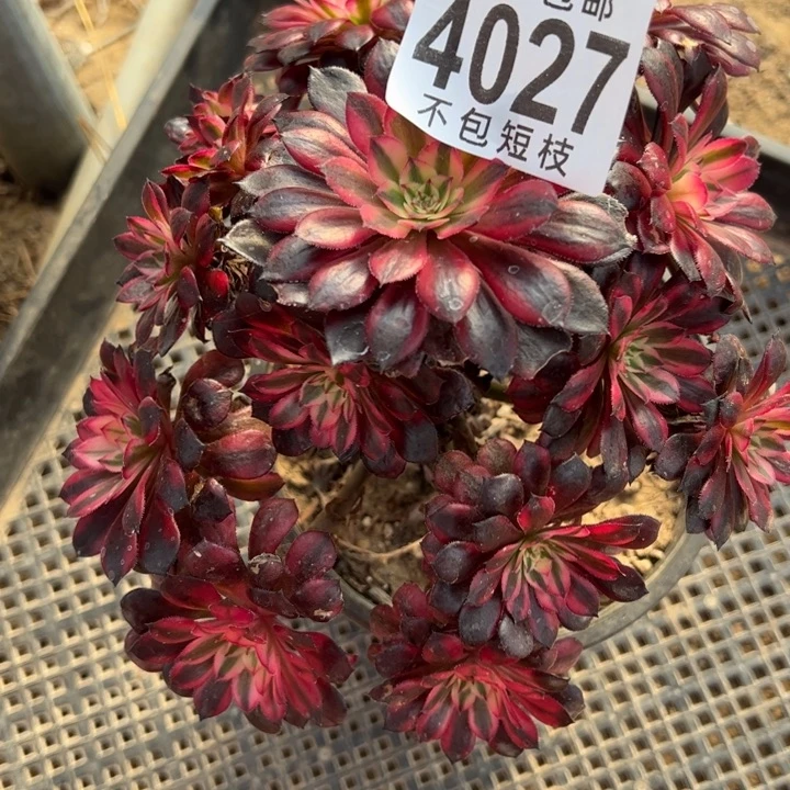 4027多肉植物法师法师