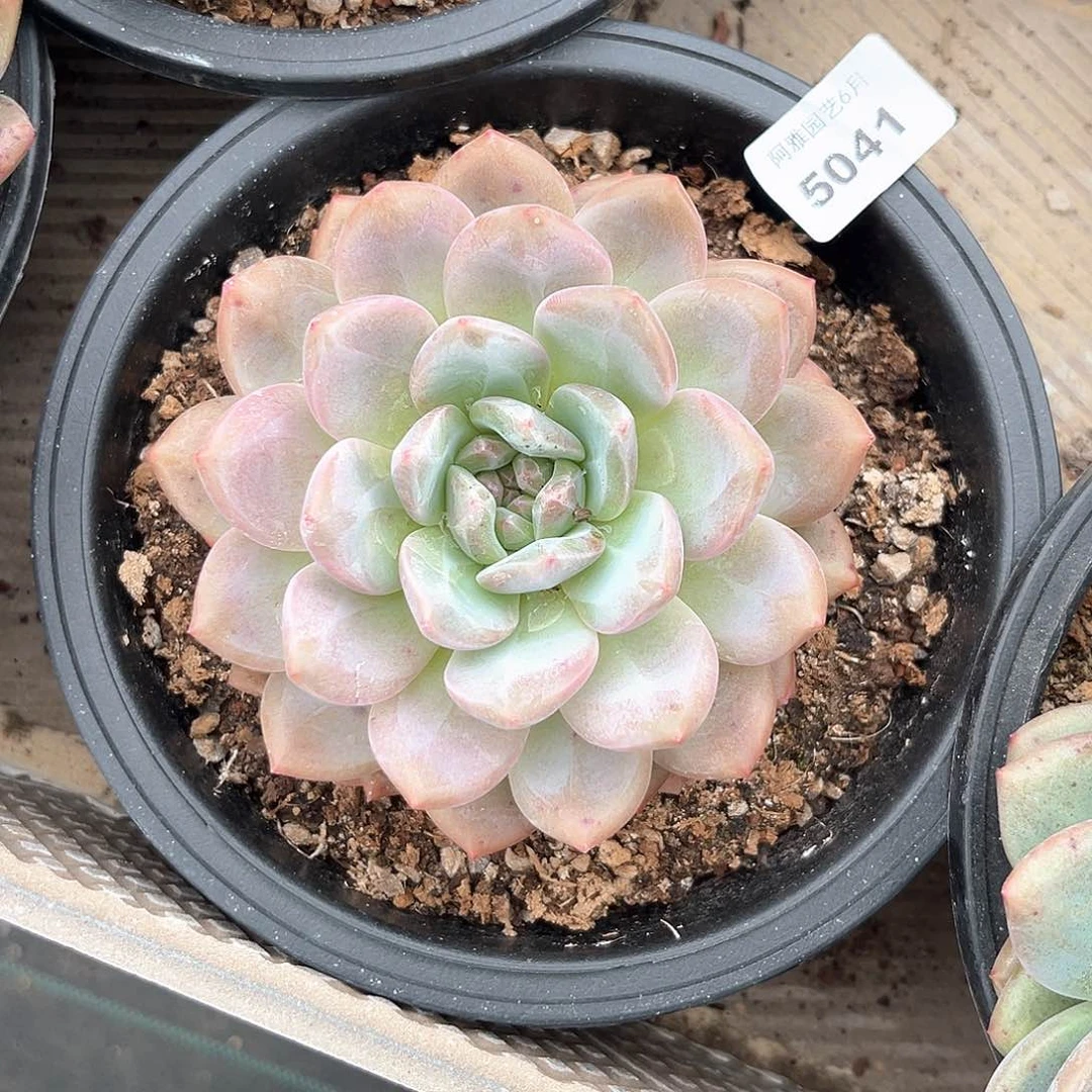 阿雅园艺。     5041凌雪