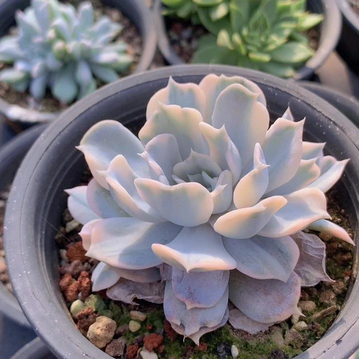 三头锦群一物一拍