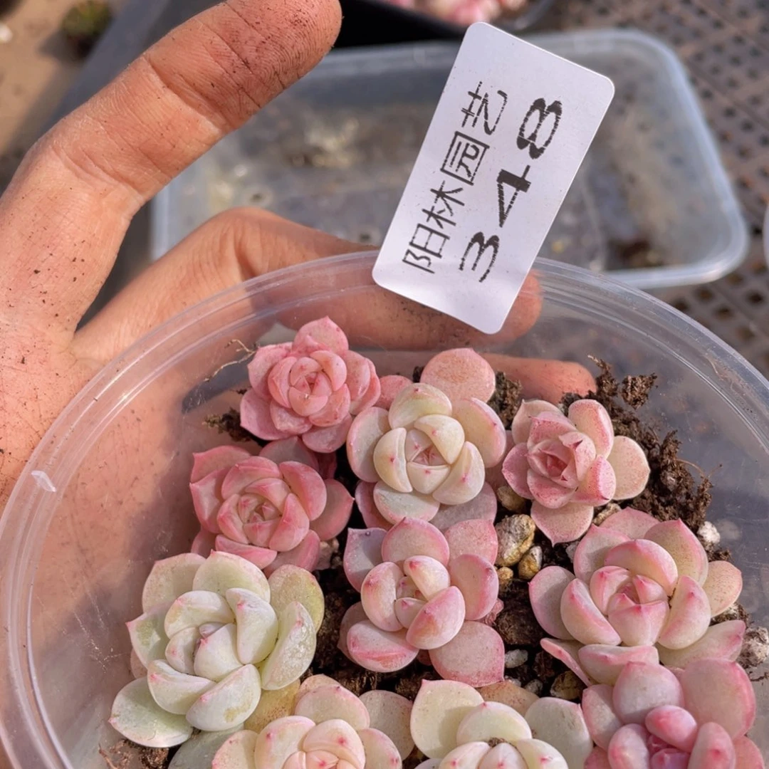 多肉植物多肉植物348