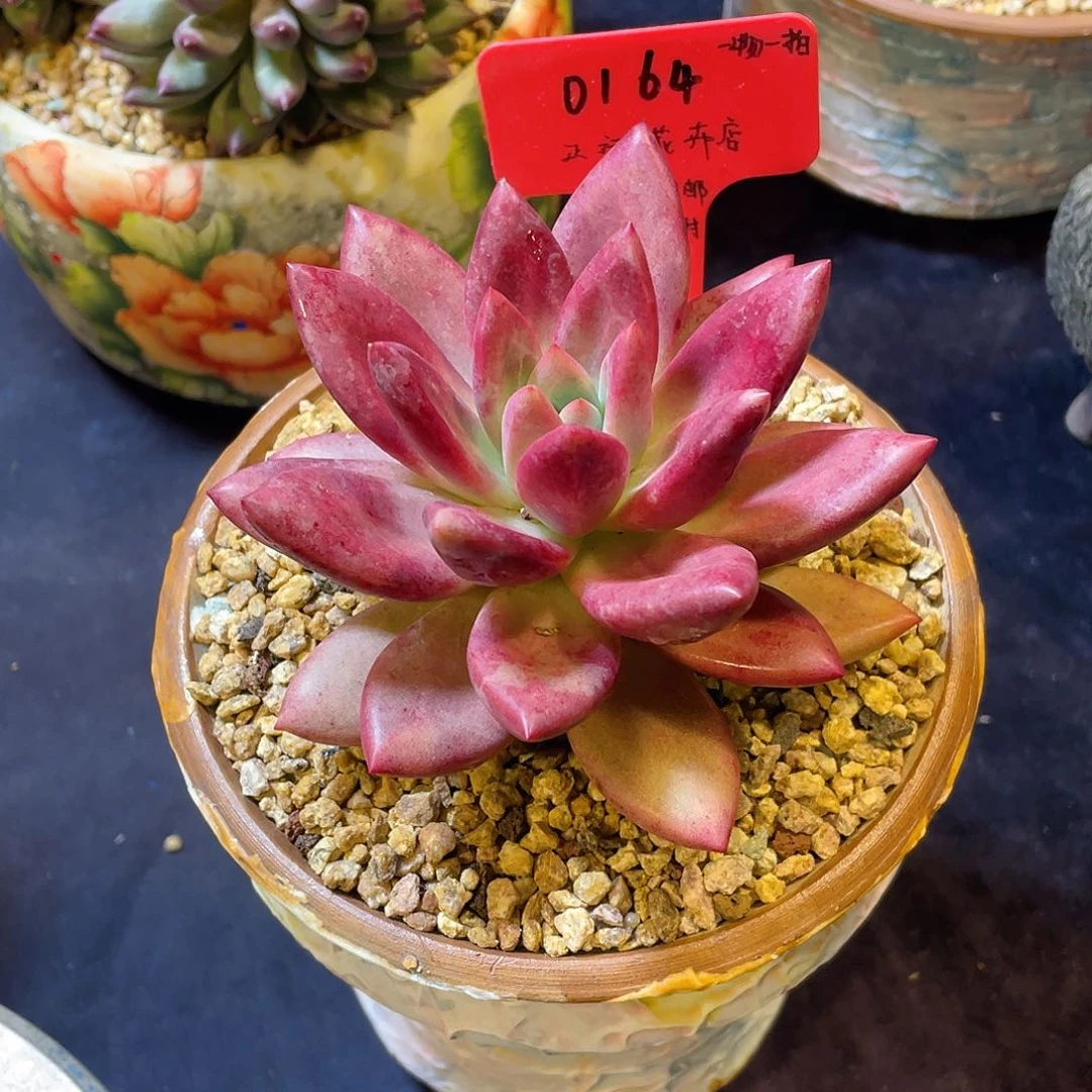 0164赫菲虞脱土包邮