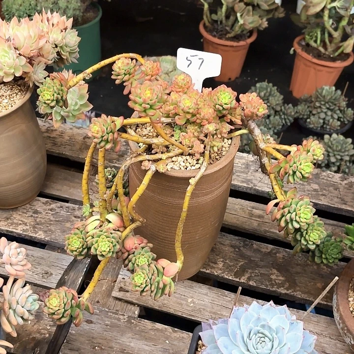 多肉植物，香格里拉57号