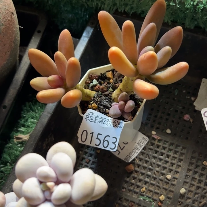 龘***贸幸运的是我没有遇到过这么可爱