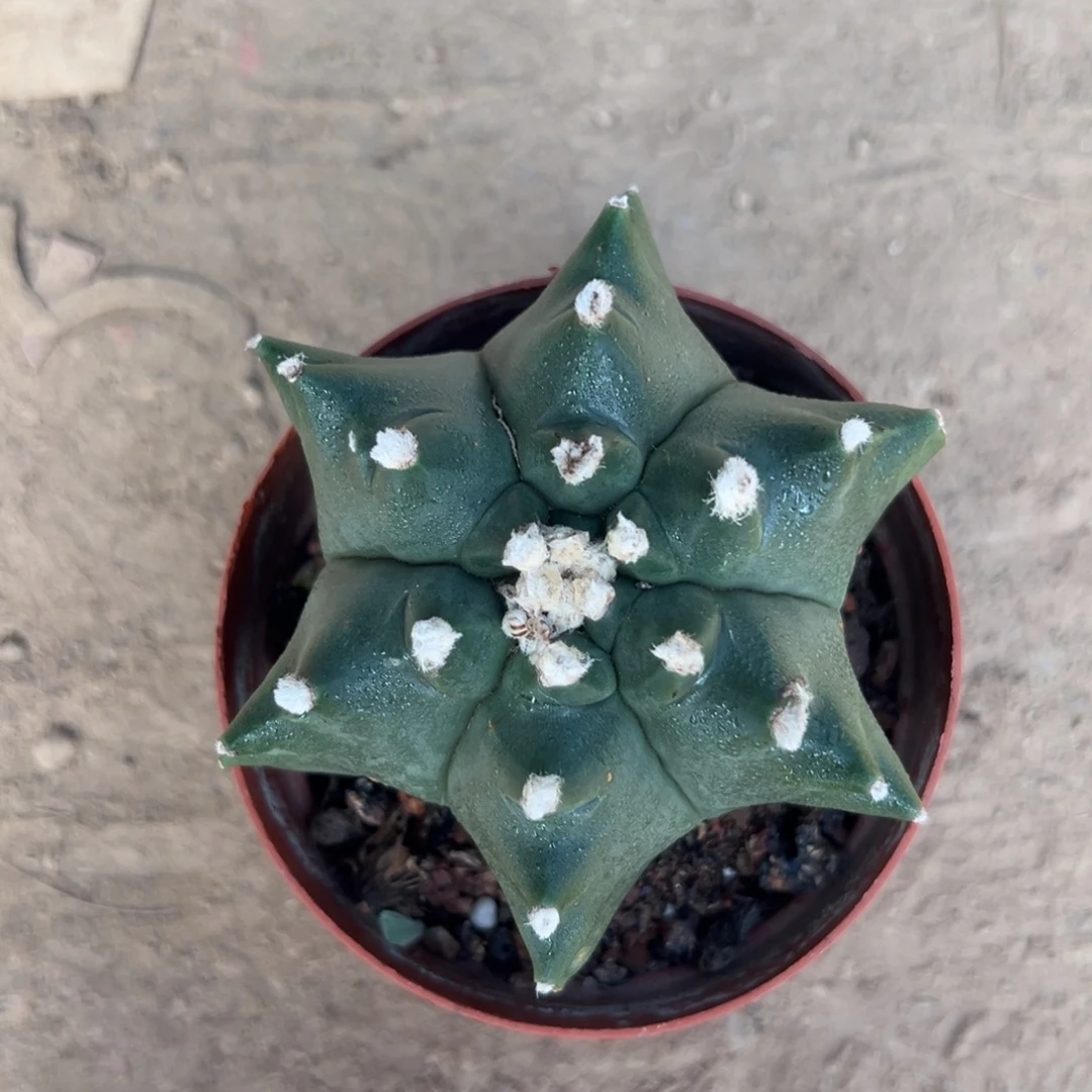 *****零零落落 零零落落