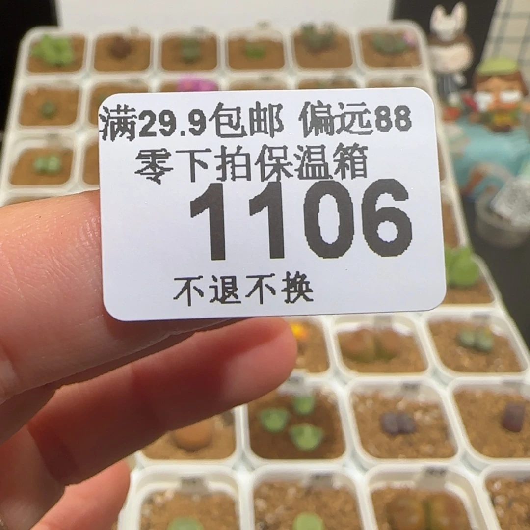 、***呦肉锥多肉植物组合-1106