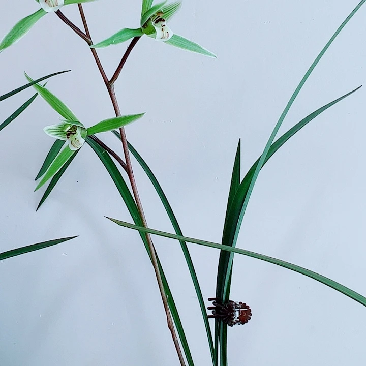 朗***风完全开放一物一拍