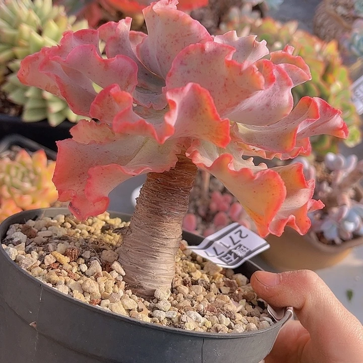 高砂27177多肉植物