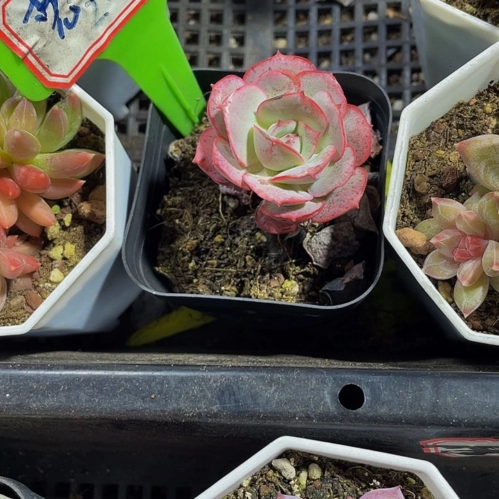 克罗地亚带盆土发货