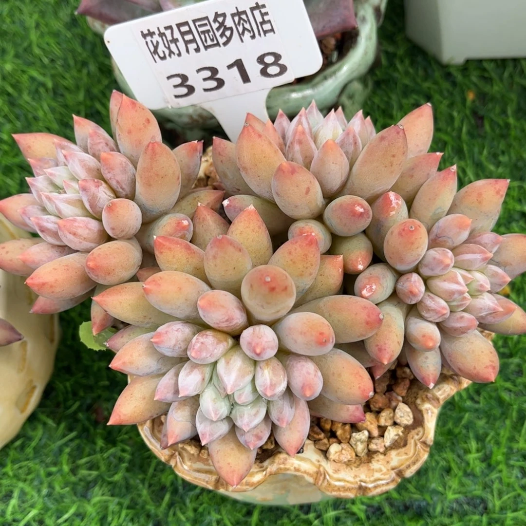 正***鲤多肉植物3318 一定要拍个冷链哦