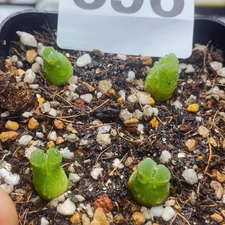 696奶瓶风铃母本脱土