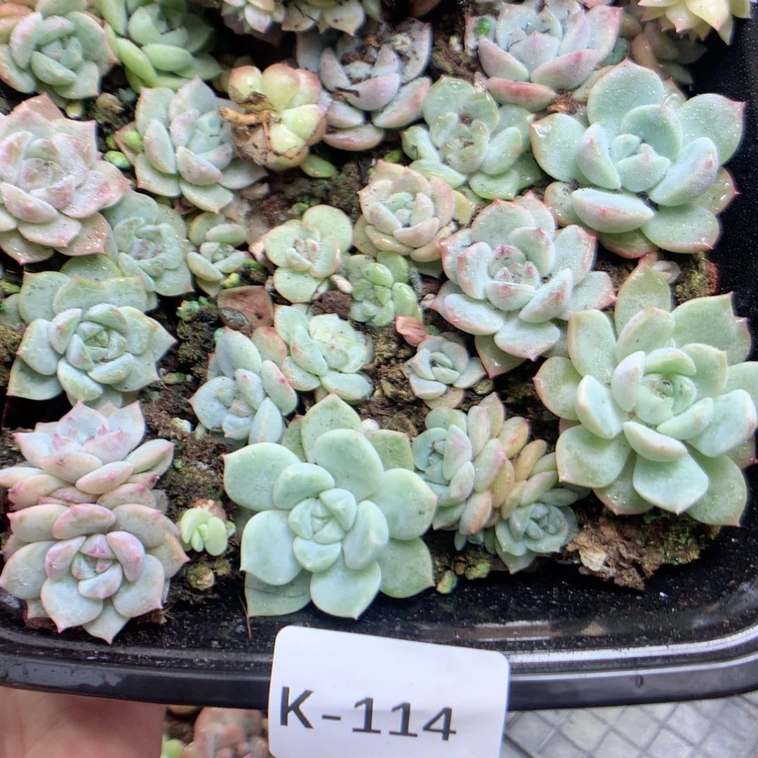 无花朵K114月英语英语