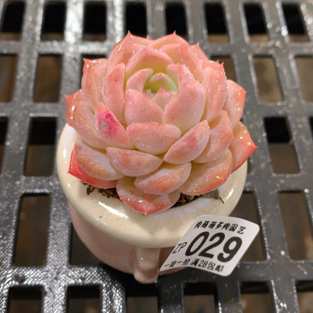 肉萌萌拇指盆精控多肉ZP029