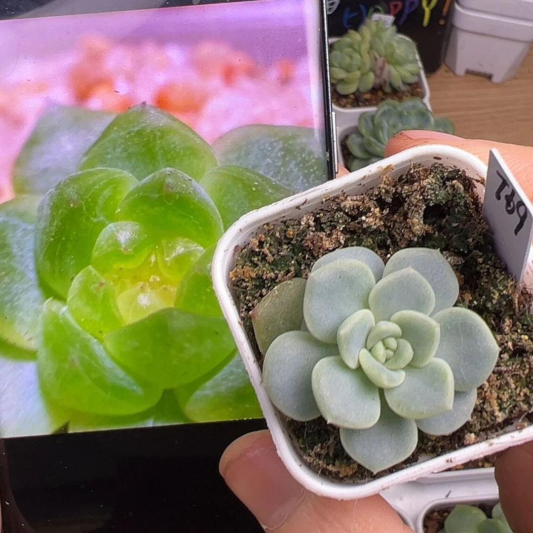 清架子福利 T69甜心