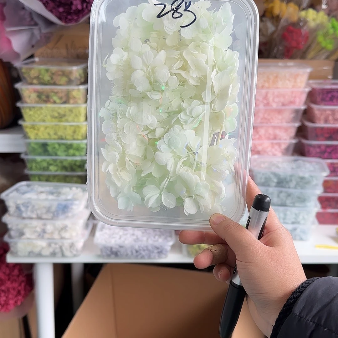 28号亚特兰蒂斯绣球