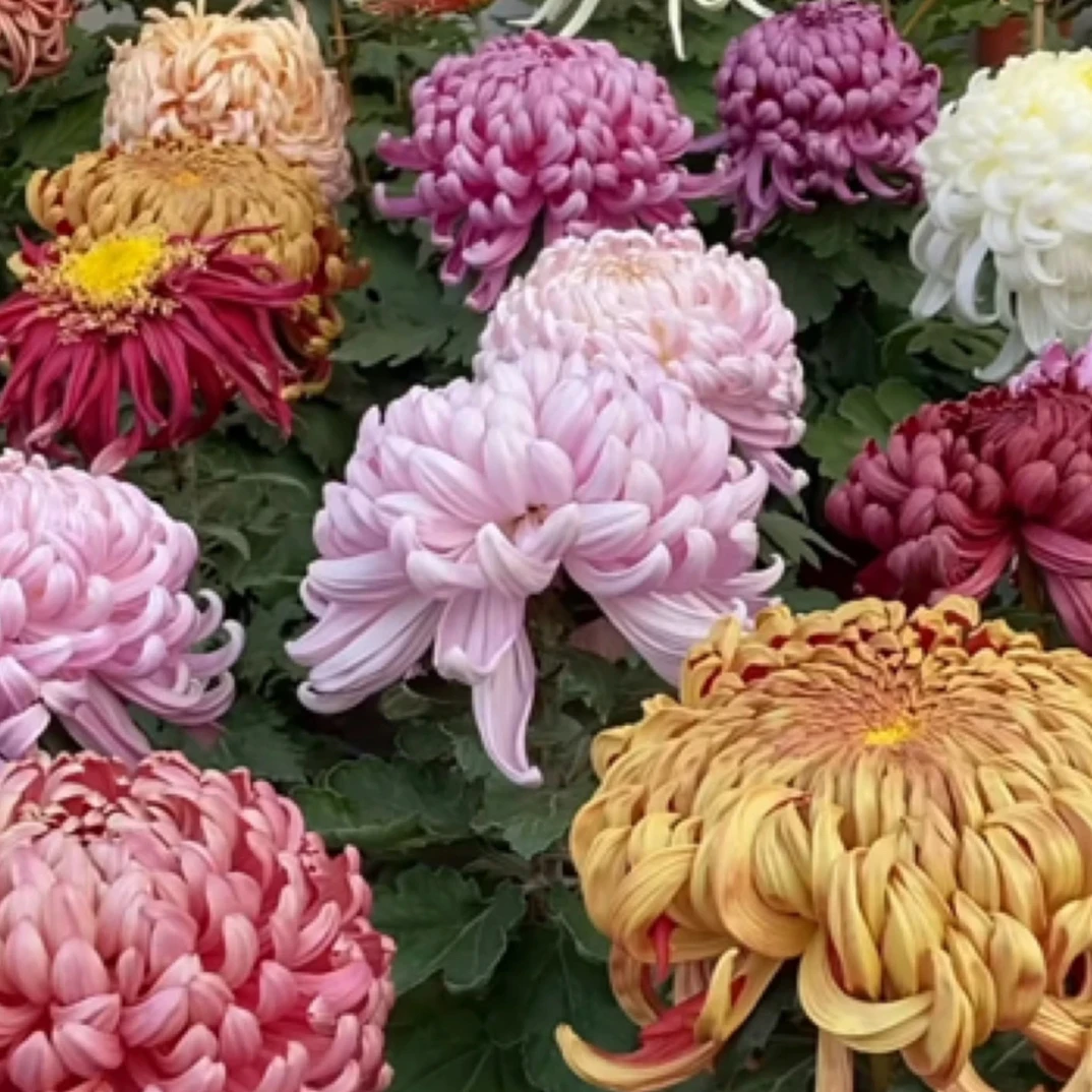 【直播间福利   一物一拍】土球发货 坏了不包（介意慎拍）