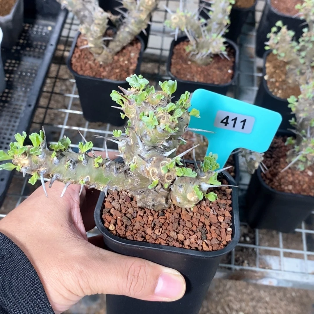 产地格思龙骨葵多肉植物