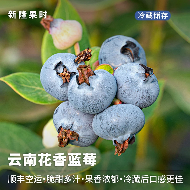 【顺丰空运】云南新鲜花香蓝莓2/4盒 单盒100g新鲜水果脆香甜