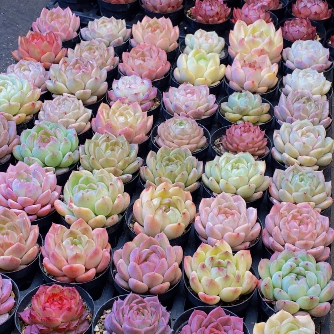 盆*819多肉植物保护研究所所长助理