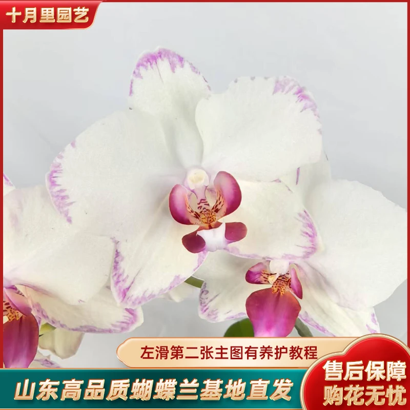 十月里园艺【绿闪电3.5寸杯】微瑕开花株全花发货