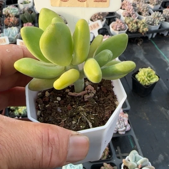 352芒果奶 一物一拍多肉