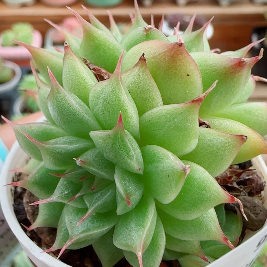 花语逸镜0916-43海王