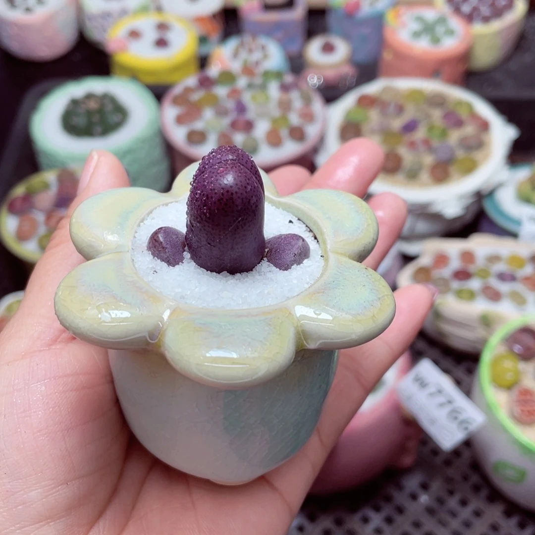 w7772 -零下地区拍保温箱-15支持寄养