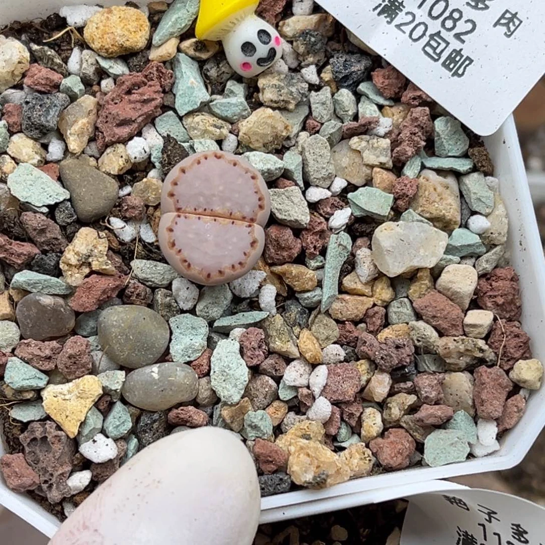 1082号一颗好看的粉饼干