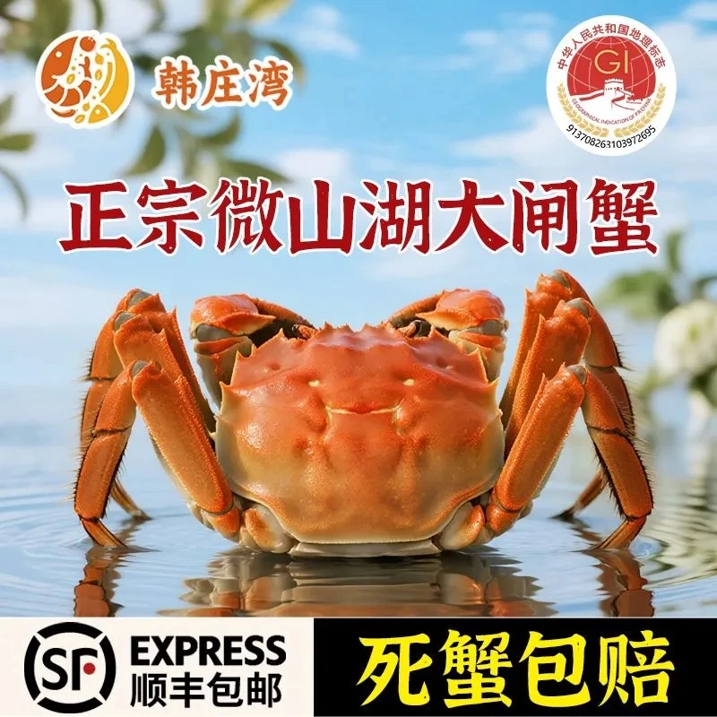韩庄湾【活蟹】韩庄湾微山湖净重大闸蟹全母蟹2.7-3.0两10只足斤