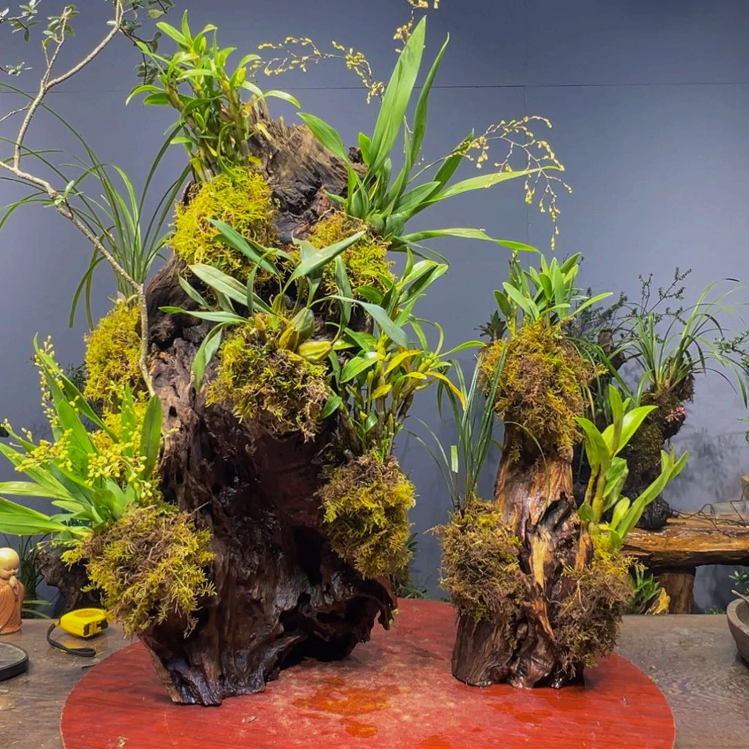 静***静无花朵11111111111111