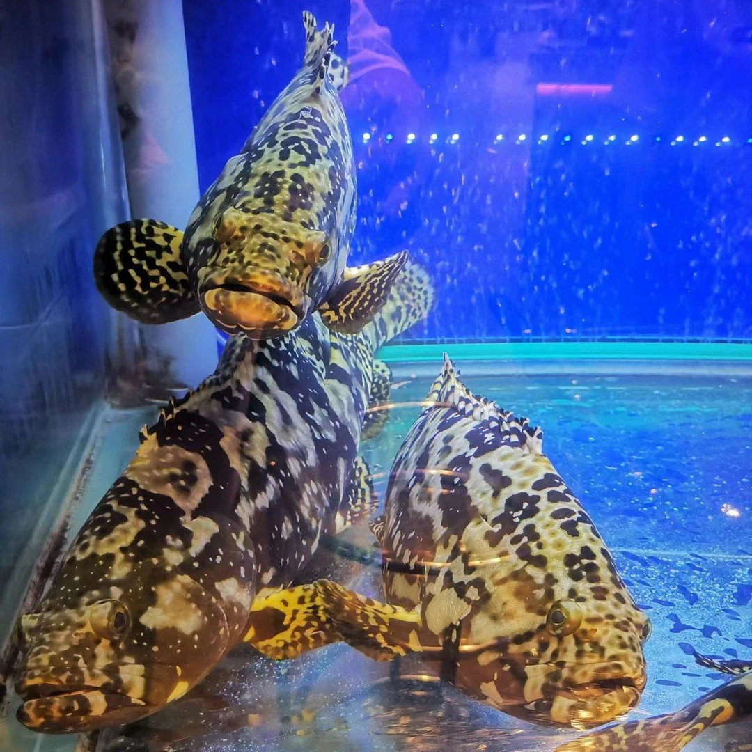 【精品龙胆鱼500-600/1条】保证鲜活.需要几条下几条