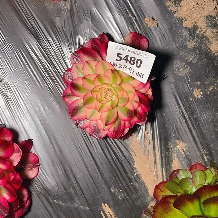 5480红倾城多肉植物2号