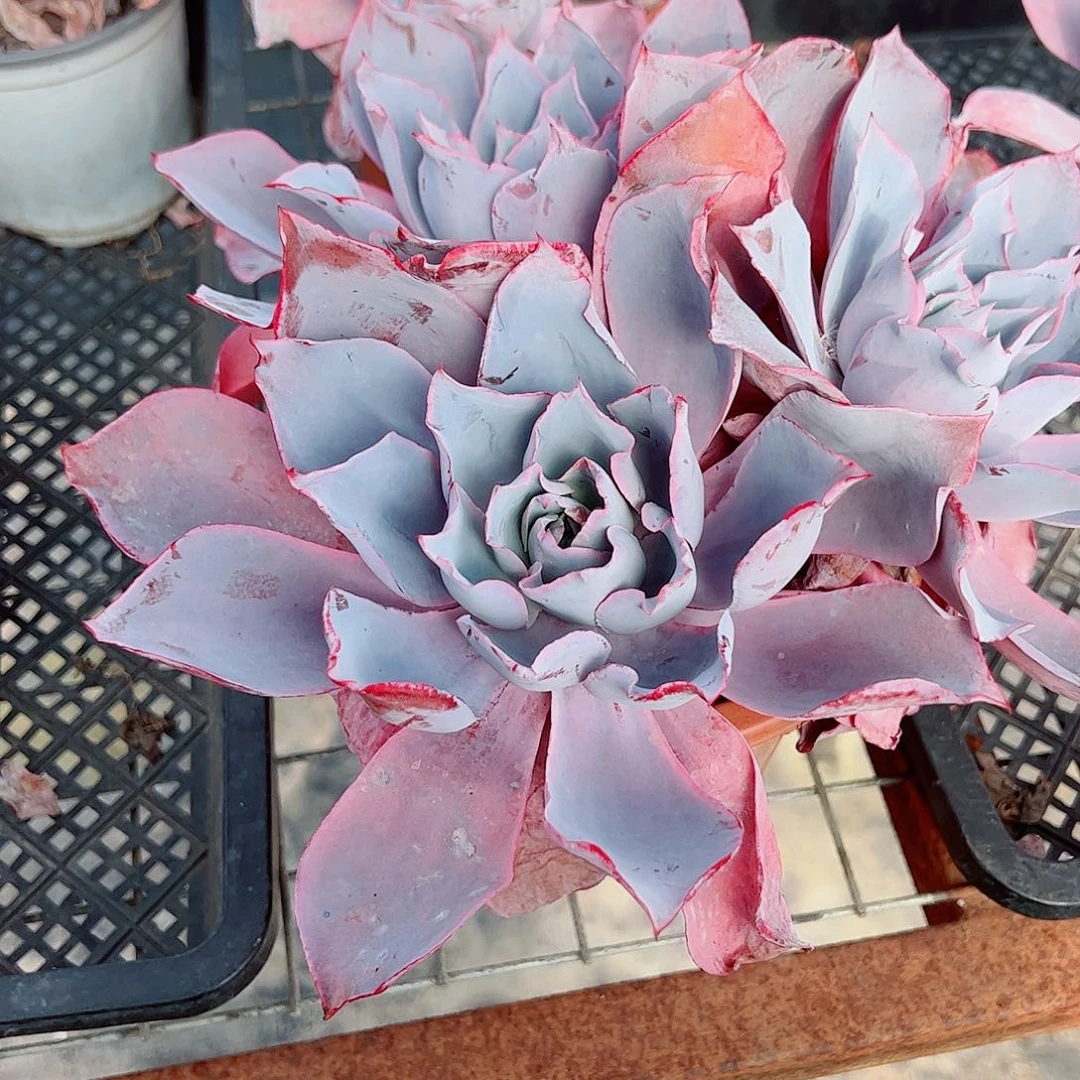 晚霞仙子多头群生老桩特价