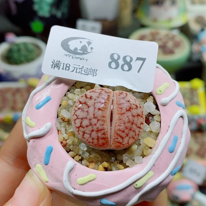 生石花花花花花花花887