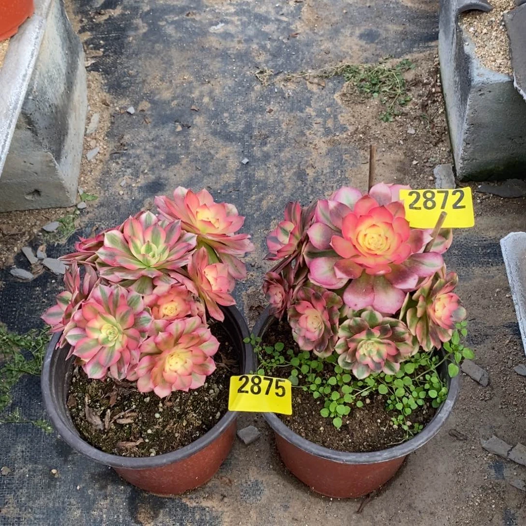 倾城小颗两颗28722875