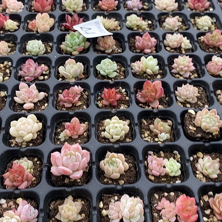 44 多肉植物盆栽花卉
