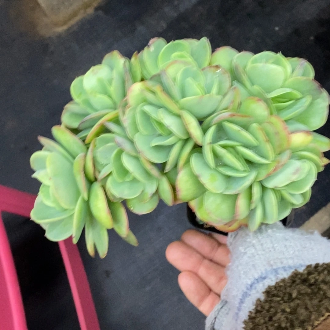 精品多肉一物一拍不包整307