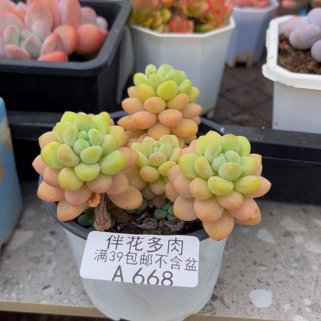 678-洛可可多肉6cm