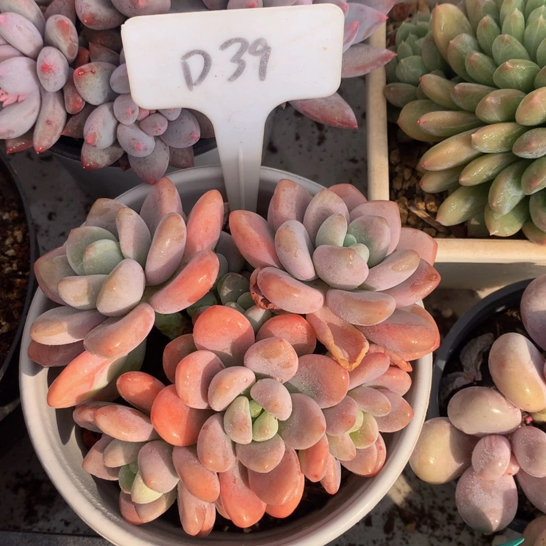 红洛神727272727272