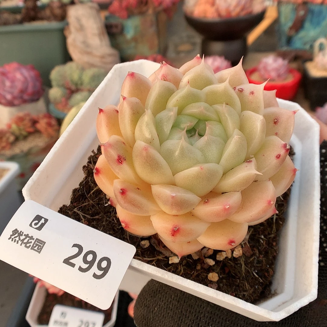 299麦秆多肉植物6666