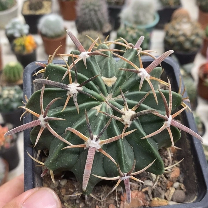 实生王凌波特价福利