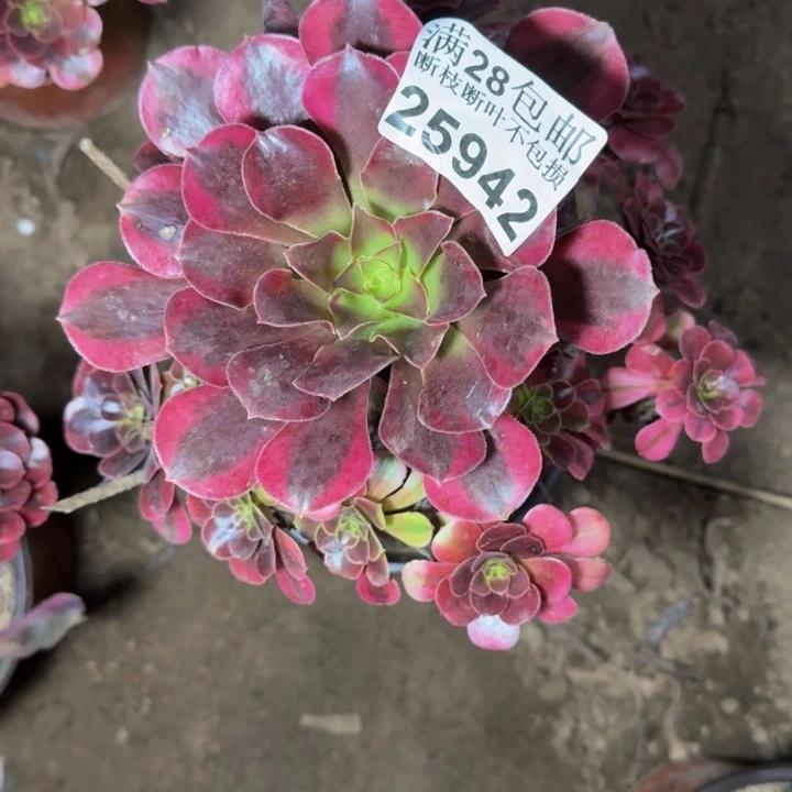 25942美杜莎量不包断枝