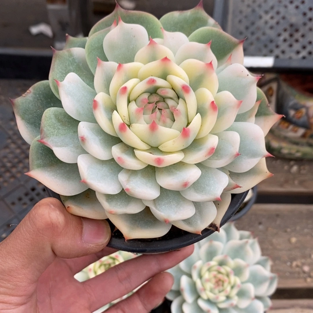 吉娃娃锦多肉植物7910