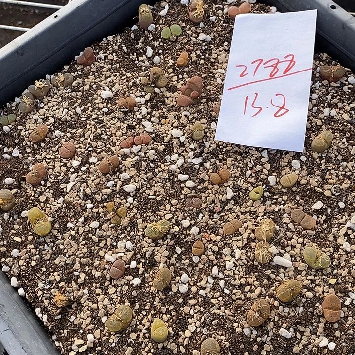 2788清框福利一筐。