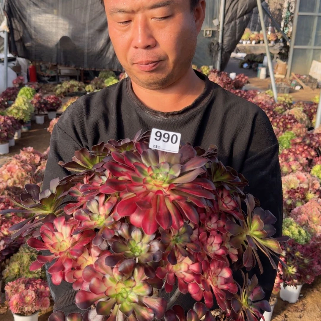 990花蝴蝶多肉植物