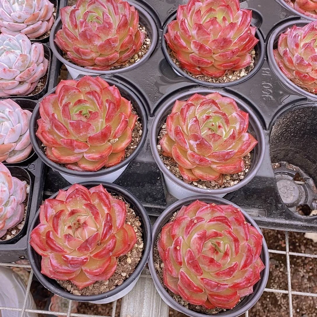 0702- 多叶层夜魔侠单头福利一颗 量拍